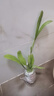 小葉曇花盆栽帶花苞鮮花花卉植物陽(yáng)臺室內花苗好養活四季耐陰綠植 小葉曇花帶130#盆約20cm長(cháng) 帶盆栽好 曬單實(shí)拍圖