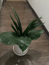 孫凱（SUNKAI）水培墨蘭蘭花盆栽企黑帶花苞植物濃香四季建年宵花卉室內耐寒植物 墨蘭2-3苗裸根發(fā)貨 曬單實(shí)拍圖
