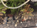 瘋狂水草真水草魚缸里的水培植物種植環(huán)魚缸造景擺件20-30缸 源頭直發(fā)包郵 曬單實拍圖