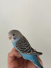 寵易生（ChongYiSheng）中小型鸚鵡鳥(niǎo)飼料玄鳳牡丹小太陽(yáng)和尚鸚鵡鳥(niǎo)食種子糧1500ML/1KG 曬單實(shí)拍圖