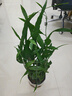 九千谷植物攀爬支架包鋼管花盆爬藤花架薔薇月季葡萄固定架子45CM4627 曬單實(shí)拍圖