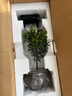 小葉赤楠盆景植物辦公花卉基地直銷(xiāo)批發(fā)綠植盆栽室內擺件花卉綠植 赤楠+祥獅報喜盆+苔蘚+方底座 曬單實(shí)拍圖