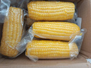 京鮮生東北黃糯玉米棒200g×8根 甜黏玉米 多種包裝隨機(jī)發(fā)貨 源頭直發(fā) 曬單實(shí)拍圖