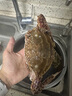 舟山梭子蟹鮮活特大野生大螃蟹新鮮冷凍海鮮水產(chǎn)海蟹飛蟹白蟹順豐 9兩以上/只【5斤凈重 超大肥美】 曬單實拍圖
