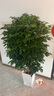 嘆為觀(guān)止大型植物發(fā)財樹(shù)各種大顆盆栽開(kāi)業(yè)喬遷客廳辦公室內好養大型花卉 幸福樹(shù)【1.2-.1.4米】 含盆 曬單實(shí)拍圖