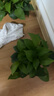 綠有意綠蘿盆栽除甲醛室內(nèi)好養(yǎng)花卉植物綠蘿批發(fā)辦公室新房裝修凈化空氣 110#原盆儲水盆10盆裝+4肥 帶盆帶土發(fā)貨 曬單實拍圖