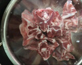 邊塞風(fēng)寧夏鹽池灘羊肉羔羊蝎子 凈重2斤 原切冷凍羊蝎火鍋食材寧夏地標(biāo) 曬單實拍圖