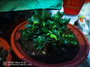 四季常青金魚花吊蘭盆栽室內(nèi)綠植花卉多肉植物發(fā)財(cái)樹好養(yǎng)易活客廳 金魚吊蘭原土盆【買1送1發(fā)兩盆】 曬單實(shí)拍圖