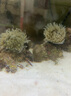 盛畔奶嘴海葵紅奶嘴小丑共生?？麩晒廛涹w珊瑚地毯海缸生物小丑魚 綠猶?？?cm兩個 包郵包損 曬單實拍圖