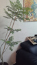 藍(lán)花楹盆栽辦公室內(nèi)客廳網(wǎng)紅好養(yǎng)活植物大型綠植落地老樁樹(shù)苗盆景 【A級(jí)品質(zhì)】藍(lán)花楹-1.3-1.5米-巖球樹(shù)脂盆 曬單實(shí)拍圖