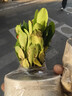 八芽鐵海棠盆栽花卉室內盆景綠植四季開(kāi)花虎刺梅辦公陽(yáng)臺花卉植物擺件 紅花鐵海棠-陶瓷白盆-鋪面石 帶盆栽好 曬單實(shí)拍圖