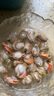 福字號【大連】冷凍扇貝肉帶黃帶卵凈重2斤大號40-80粒/袋 燒烤深海餐桌 曬單實(shí)拍圖