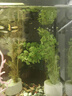 瘋狂水草魚(yú)缸水草植物直接入缸凈化水質(zhì)養魚(yú)水草種植環(huán)綠菊*3源頭直發(fā)包郵 曬單實(shí)拍圖