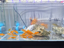 創(chuàng)寧變頻潛水泵 CN-9500-25W 10檔流量調(diào)節(jié) 魚缸假山噴泉池循環(huán)抽水 曬單實(shí)拍圖