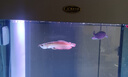 樂(lè )淘逸寵銀龍魚(yú)活體大中型熱帶觀(guān)賞魚(yú)魚(yú)缸寵物淡水風(fēng)水魚(yú)發(fā)財魚(yú)金龍魚(yú) 18-20cm七彩銀龍1條順豐 曬單實(shí)拍圖