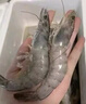 云儲生活大蝦生鮮特大號海捕白對蝦鮮活冷凍新鮮鹽凍青蝦2030 一箱凈重3斤 曬單實(shí)拍圖