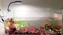 boxtech魚(yú)缸燈led燈迷你夾燈水族魚(yú)缸造景專(zhuān)用小型孔雀魚(yú)金魚(yú)照明補光燈 全光譜水草燈BT-112（送插頭） 曬單實(shí)拍圖
