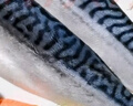 美加佳挪威青花魚片凈重2斤（8-10片）鯖魚片 獨立包裝 去頭去尾去臟 曬單實拍圖