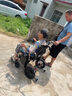 可孚鋁合金電動輪椅車輕便折疊老人智能全自動代步車長續(xù)航JRWD1304 曬單實拍圖