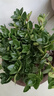 四季常青金魚花吊蘭盆栽室內(nèi)綠植花卉多肉植物發(fā)財(cái)樹好養(yǎng)易活客廳 金魚吊蘭【整盆20-30顆】原盆土 曬單實(shí)拍圖