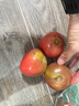 疆域采虹正宗普羅旺斯西紅柿現摘新鮮沙瓤水果生吃西紅柿沙漠特產(chǎn)自然熟 甄選超值18-24枚單果 50g + 曬單實(shí)拍圖