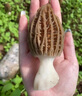 羊肚菌種蘑菇金針菇種植包陽臺(tái)室內(nèi)家庭懶人自種四季高產(chǎn)可食用菌 羊肚菌種300ml1瓶 曬單實(shí)拍圖