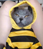 阿莫爾狗狗衣服秋冬款蜜蜂裝小柯基泰迪比熊貴賓小型犬寵物保暖貓咪衛(wèi)衣 黃色小蜜蜂 XS（建議1-3斤 參考胸圍背長(zhǎng)） 曬單實(shí)拍圖