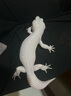 REPTIZOO果泥守宮睫角昆蟲(chóng)飼料豹紋蟲(chóng)泥鬃獅蜥爬寵食物 睫角水果蟲(chóng)膏【香蕉味】80g*1 曬單實(shí)拍圖
