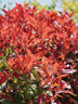 紅葉石楠樹苗 火焰紅 籬笆苗圍墻綠籬植物庭院園林綠化苗四季常青 50棵地栽苗；高30-40厘米(保濕發(fā)貨) 40cm(含)-50cm(不含) 曬單實(shí)拍圖