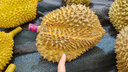 伊利金領(lǐng)冠育護(hù)【全面營養(yǎng)】奶粉4段(3-6歲)1200g三聯(lián)裝 曬單實(shí)拍圖