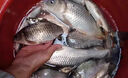 醉魚(yú)藥特效暈魚(yú)藥魚(yú)用麻醉專(zhuān)用江河野釣魚(yú)塘清塘魚(yú)藥一塘清醉魚(yú)靈 單瓶裝【安全無(wú)毒】 曬單實(shí)拍圖
