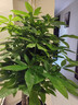 臨雅步步高發(fā)財樹(shù)三桿原生客廳大盆栽大型綠植喬遷新居辦公室開(kāi)業(yè)送禮 三桿步步高1.3-1.4米+白色菱形盆 曬單實(shí)拍圖