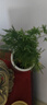 植男植女文竹苗綠植早安盆四季常青包活好養(yǎng)發(fā)綠植盆栽源頭直發(fā) 曬單實(shí)拍圖