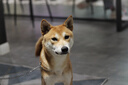 伯納天純中大型犬全價(jià)成年犬糧金毛寵物主糧羊肉蔓越莓15kg/30斤 曬單實(shí)拍圖