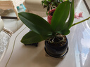 蝴蝶蘭盆栽帶花劍蘭花苗室內鮮花卉植物客廳辦公桌面綠植四季開(kāi)花 蝴蝶蘭黃色(原盆) 含盆 曬單實(shí)拍圖