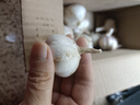 精選新鮮山東大蒜干蒜多瓣蒜頭蔬菜批發(fā)產(chǎn)地直發(fā)大蒜頭 優(yōu)選 1斤 (果徑≥3.5cm) 曬單實(shí)拍圖