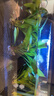 瘋狂水草魚(yú)缸造景水草泥和種子底砂裝飾生態(tài)套餐水草用品 二代水草泥5斤+小對葉種子 曬單實(shí)拍圖