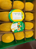 佳沛（zespri）新西蘭 陽光金奇異果12粒禮盒特大果單果約122-146g 獼猴桃 水果 曬單實拍圖