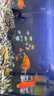 迪普爾魚缸過濾器循環(huán)水泵小型氧氣泵過濾水泵小型內(nèi)置增氧吸魚屎* 20W/1節(jié)長(zhǎng)濾桶【適用60cm以內(nèi)缸】 曬單實(shí)拍圖
