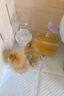 蘆丁雞喂食器飼料盒小雞食盒水槽水壺喂水飲水喝水臺用品自動(dòng)專(zhuān)用 方盒喂食器+小號喂水器200ml 曬單實(shí)拍圖