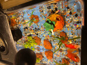 闊庭（KUOTING）魚缸水族箱生態(tài)桌面魚缸新款懶人魚缸生態(tài)造景過濾制氧一體機黑色 曬單實拍圖
