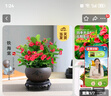 開(kāi)時(shí)果 鐵海棠盆栽帶花發(fā)貨 虎刺梅四季開(kāi)花卉植物盆景綠植源頭直發(fā)包郵 【熱銷(xiāo)款】舍得紫砂盆+圓底托 曬單實(shí)拍圖