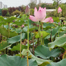 三彩2025秋季新款肌理絞花針織衫POLO領毛衫刺繡上衣長袖M 花灰色 L 165/88A 曬單實拍圖