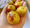 冬棗新鮮5斤現摘正宗山東沾化原產(chǎn)地直銷(xiāo)整箱禮盒冬棗特大果包郵 5斤 【精選大果】順豐包郵 | 甘甜酥脆 曬單實(shí)拍圖