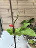 欽蜜9號百香果苗廣西純甜黃金樹(shù)苗庭院盆栽種植當年結果帶土四季 1顆 欽蜜九號大杯苗 100cm 30—40cm 曬單實(shí)拍圖