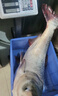 金龍魚(yú)餌鰱連發(fā)600克鰱鳙餌料浮釣大頭魚(yú)花鰱手竿專(zhuān)用白鰱餌料 鰱連發(fā)600g*2包 曬單實(shí)拍圖
