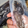 鮮出動(dòng)大連即食海參刺參深海遼刺參海參干貨7-13頭 凈重500g 曬單實(shí)拍圖