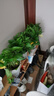 雙盟綠蘿盆栽除甲醛花卉綠植辦公室新房?jì)艋諝?80早安盆4盆源頭直發(fā) 曬單實(shí)拍圖