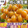 愛(ài)鮮摘農場(chǎng) 廣東雞心黃皮果小核【JD順豐-閃送】茂名新鮮黃皮水果禮盒品節日 3斤裝【較劃算丨20%選擇】?jì)?斤 【普裝+保溫箱+冰袋】 曬單實(shí)拍圖