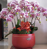 Only you【兩小時(shí)達(dá)】蝴蝶蘭帶花苞花劍花盆真花蘭花盆栽開業(yè)喬遷佛堂供花 7株粉色（瓷盆隨機(jī)） 曬單實(shí)拍圖